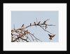 Southern Carmine Bee-eater (Merops nubicoides) by Anonymous
