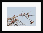 Southern Carmine Bee-eater (Merops nubicoides) by Anonymous