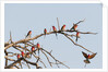 Southern Carmine Bee-eater (Merops nubicoides) by Anonymous
