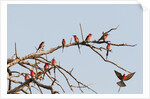 Southern Carmine Bee-eater (Merops nubicoides) by Anonymous
