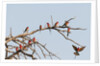 Southern Carmine Bee-eater (Merops nubicoides) by Anonymous