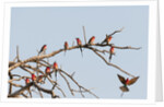 Southern Carmine Bee-eater (Merops nubicoides) by Anonymous