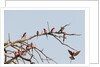 Southern Carmine Bee-eater (Merops nubicoides) by Anonymous