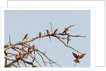 Southern Carmine Bee-eater (Merops nubicoides) by Anonymous