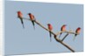 Southern Carmine Bee-eater (Merops nubicoides) by Anonymous
