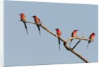 Southern Carmine Bee-eater (Merops nubicoides) by Anonymous