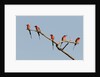 Southern Carmine Bee-eater (Merops nubicoides) by Anonymous