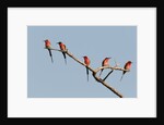 Southern Carmine Bee-eater (Merops nubicoides) by Anonymous