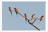 Southern Carmine Bee-eater (Merops nubicoides) by Anonymous
