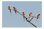Southern Carmine Bee-eater (Merops nubicoides) by Anonymous