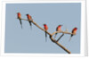 Southern Carmine Bee-eater (Merops nubicoides) by Anonymous
