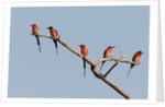 Southern Carmine Bee-eater (Merops nubicoides) by Anonymous