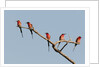 Southern Carmine Bee-eater (Merops nubicoides) by Anonymous