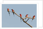 Southern Carmine Bee-eater (Merops nubicoides) by Anonymous
