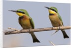 Little bee-eater (Merops pusillus) by Anonymous