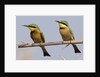 Little bee-eater (Merops pusillus) by Anonymous