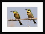 Little bee-eater (Merops pusillus) by Anonymous
