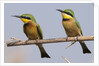 Little bee-eater (Merops pusillus) by Anonymous