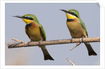 Little bee-eater (Merops pusillus) by Anonymous