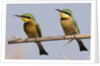 Little bee-eater (Merops pusillus) by Anonymous