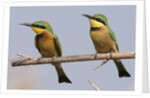 Little bee-eater (Merops pusillus) by Anonymous