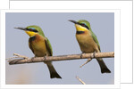 Little bee-eater (Merops pusillus) by Anonymous