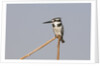 Female pied kingfisher (Ceryle rudis) by Anonymous