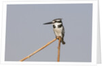 Female pied kingfisher (Ceryle rudis) by Anonymous