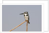 Female pied kingfisher (Ceryle rudis) by Anonymous