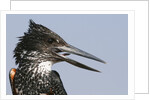 Giant kingfisher (Megaceryle maximus) by Anonymous