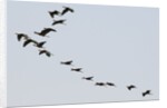 Glossy ibis (Plegadis falcinellus) by Anonymous