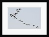 Glossy ibis (Plegadis falcinellus) by Anonymous