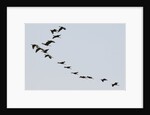 Glossy ibis (Plegadis falcinellus) by Anonymous