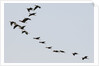 Glossy ibis (Plegadis falcinellus) by Anonymous