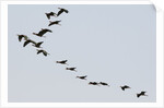 Glossy ibis (Plegadis falcinellus) by Anonymous