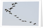 Glossy ibis (Plegadis falcinellus) by Anonymous