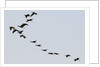 Glossy ibis (Plegadis falcinellus) by Anonymous