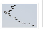 Glossy ibis (Plegadis falcinellus) by Anonymous
