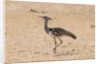 Kori bustard (Ardeotis kori) by Anonymous