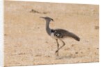 Kori bustard (Ardeotis kori) by Anonymous