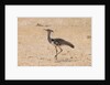 Kori bustard (Ardeotis kori) by Anonymous