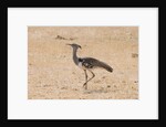 Kori bustard (Ardeotis kori) by Anonymous