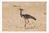 Kori bustard (Ardeotis kori) by Anonymous