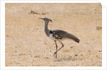 Kori bustard (Ardeotis kori) by Anonymous