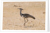 Kori bustard (Ardeotis kori) by Anonymous