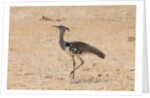 Kori bustard (Ardeotis kori) by Anonymous