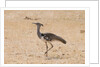 Kori bustard (Ardeotis kori) by Anonymous