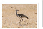 Kori bustard (Ardeotis kori) by Anonymous