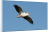 Great white pelican (Pelecanus onocrotalus) by Anonymous