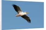 Great white pelican (Pelecanus onocrotalus) by Anonymous